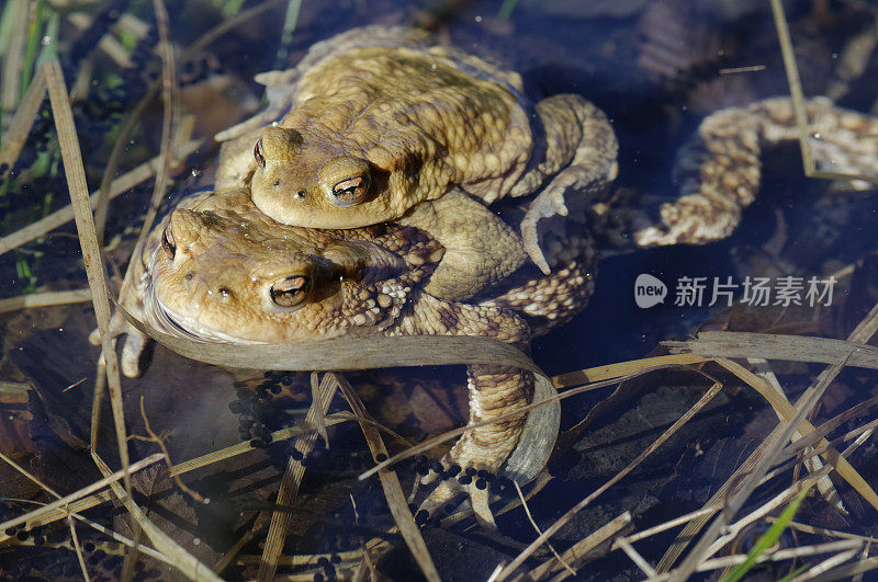 交配中的蟾蜍(Bufo Bufo)